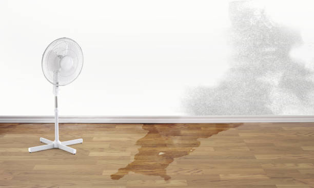 Best Water damage contractors near me  in Carter Lake, IA