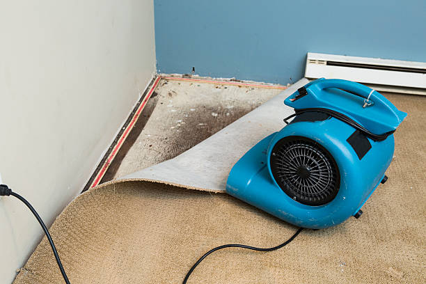 Best Water damage restoration specialists  in Carter Lake, IA